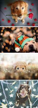 Photographer Captures Beautiful Portraits Of Her Pet Dogs Photography Pets Animal Photography Dog Photography Dog Photoshoot