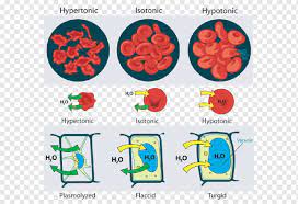 In a hypotonic environment, water enters a cell, and the cell swells. Osmosis Facilitated Diffusion Tonicity Cell Animal Cell Biology Cell Osmosis Png Pngwing