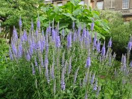 Check out our tall purple flowers selection for the very best in unique or custom, handmade pieces from our shops. Top 10 Hardworking Plants For Herbaceous Borders Jardin