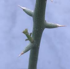 Image result for Adenia mossambicensis