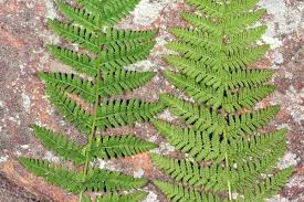 Image result for Woodsiaceae