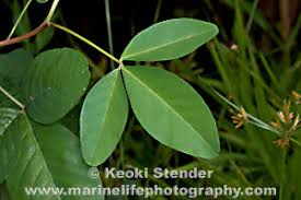 Image result for Crotalaria barkae