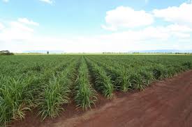 Sugarcane bagasse, nature fiber recycle for biofuel pulp and building materials. Ibm Announcements