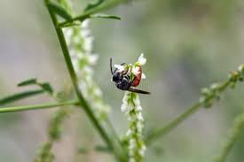 Image result for Phragmanthera cornetii