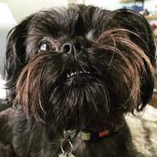 15 Ideeen Over Affenpinscher Honden Kleinste Hond Hond Wallpaper