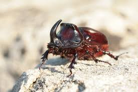 Sorgen um die pflanzen im garten braucht man sich jedoch nicht zu machen: Gesucht Der Nashornkafer Bund Naturschutz In Bayern E V