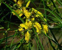 Acacia Acuminata Garden Plants Design Australian Native Plants Fast Growing Shrubs