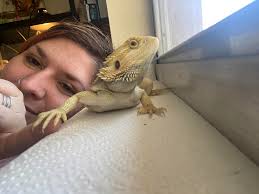 Hi all! Wanted to introduce ourselves! I had a beardie a few years ago and  ended up having to rehome him sadly. He was my bestie before the restie but  he went