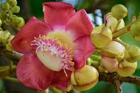 Mostly, the southeast is blessed with. In Sri Lanka A South American Flower Usurps A Tree Sacred To Buddhists And Hindus