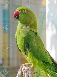 The smart, playful indian ringneck parrots require large cages, preferably aviaries where they have room to fly. Indian Ringneck Parakeet Green Parrot With Red Beak They Are Sexually Dimorphic This Female Does Not Have The Colored Neck Ring Of The Male Also Known As Rose Ringed Parakeet Psittacula Krameri Stock Photo