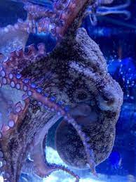 My Octopus Invertebrates Gallery Freshwater Aquarium Fish Octopus Aquarium Fish