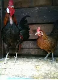 Ayam untuk dijual terbaru 2017 muar johor.call 0196089650. Download Gambar Ayam Hutan Merah Vina Gambar