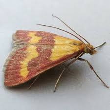 Image result for Pyrausta sanguinalis