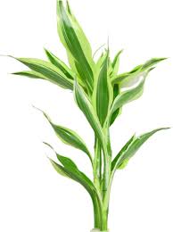 Image result for Dracaena sanderiana