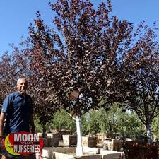 Check spelling or type a new query. Flowering Trees Trees Moon Valley Nurseries