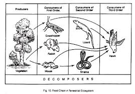 The only difference is that it is carried out by marine bacteria. Ecosystem Meaning And Classification With Diagram