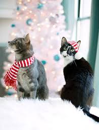 Merry Christmas Love The Cats Love And Olive Oil Christmas Cats Christmas Animals Christmas Kitten