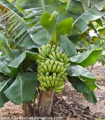 Maybe you would like to learn more about one of these? Biji Pisang Merah Muda Musa Velutina 5 Biji Garden Seeds Market Bebas Biaya Kirim