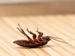 We do not believe in making our customers sign a contract, and we are one of the highest ranking companies in customer service! Lakeland Pest Control Low As 25 Monthly 863 777 8491