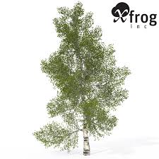 3d Model Xfrogplants Paper Birch Tree 3d Model Tree Birch Tree