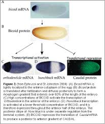 Molecular Genetics Of Development Topics