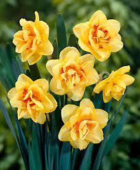 Buy Double Flowering Daffodils Tahiti Daffodils Tahiti Flowers