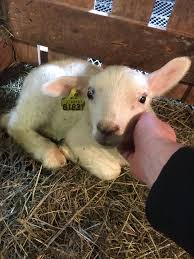 It's a sheep that is a baby. Baby Sheep Aww