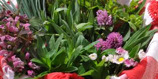 Fiori giardino orto piante da esterni piantare fiori arbusti esterno sempreverde. La Pentola Della Strega In Cucina Erbe Spontanee E Fiori Selvatici Del Finalese