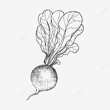 Sketsa kupu kupu yang indah sekali kupu easy butterfly sumber : Gambar Tangan Hitam Dan Putih Kemurungan Diletakkan Lobak Sayuran Lobak Lobak Hijau Lobak Air Png Dan Psd Untuk Muat Turun Percuma