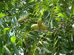 How to identify trees in texas. Pecan Tree Tree School Identification Guide Preservation Tree Services Dallas Fort Worth Tx