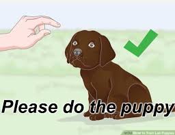 Maybe you would like to learn more about one of these? Please Do The Puppy Blank Template Imgflip
