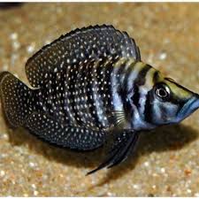 Tanganyikan Calvus Cichlid Arizona Aquatic Gardens Cichlids Aquatic Garden Fish Pet