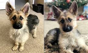 Puppies for sale german shepherd x cane corso. Adult German Shepherd Dog With Rare Condition Looks Like Puppy Daily Mail Online