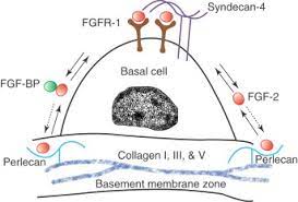 The basement membrane zone * it is a critical interface between the epidermis and dermis and is a highly specialized structure that allows for communication between different cell types. Basement Membrane Zone An Overview Sciencedirect Topics