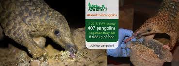 Manis es un género de mamíferos folidotos de la familia manidae, conocidos vulgarmente como pangolines.tienen grandes escamas, que cubren la mayor parte de su cuerpo.se encuentran en las zonas tropicales de asia y de áfrica. Carnivore Pangolin Conservation Program Home Facebook
