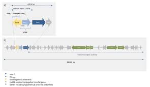 Microorganisms Free Full Text Plasmid Mediated Colistin Resistance Mcr 1 In Escherichia Coli From Non Imported Fresh Vegetables For Human Consumption In Portugal