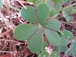 Image result for Oxalis pes-caprae