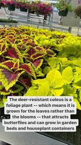 Their silent forest ways and magnificent appearance may inspire paintings and poetry, novels and songs. Baker Ffa Greenhouse Publications Facebook