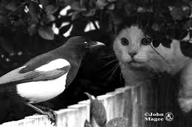 Hope we can get along well! Cat Vs Magpie By Jmag60 Ephotozine