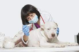 temperatura u sobaki prichiny pervaya pomosh pri gipertermii blog vetkliniki belanta