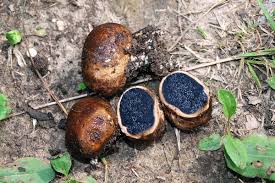 Image result for Scleroderma cepa