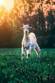 We did not find results for: Goat Wallpaper Pictures Download Free Images On Unsplash