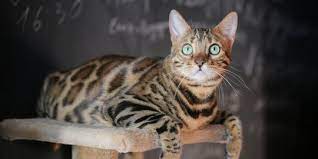 Perawatan bengal dan harga kucing bengal. Kucing Bengal Versi Jinak Macan Tutul Dengan Harga Super Mahal Merdeka Com