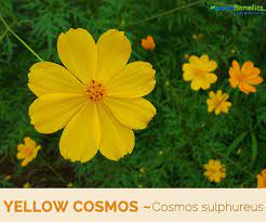 Pin On Wildflowers