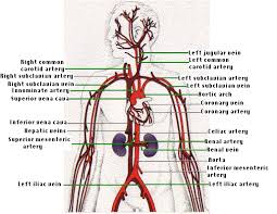 They are the heart, brain, kidneys, liver, and lungs. The Human Circulatory System I
