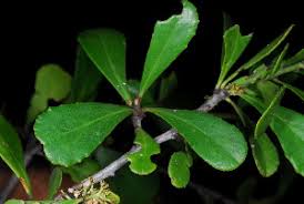 Image result for Gymnosporia arenicola
