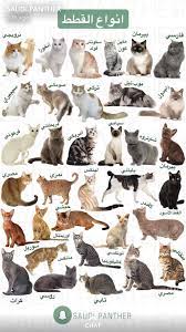 pin by ameer al mutairi on معلومات pet birds pets cats kittens cutest