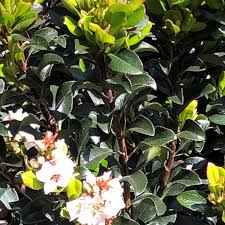 Image result for Hypertelis umbellata