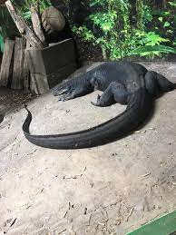 Don't skip checking out these beautiful animals, especially the black dragons who are 5th generation cbb and as tame as puppies! Day 7 Black Dragon Monitor Herps And Reptiles Amino