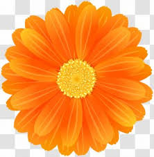 Dandelion, grass with dandelions, dandelion and yellow flowers illustration, orange, sunflower png. Sulfur Cosmos Yellow Png Images Transparent Sulfur Cosmos Yellow Images